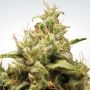 Opium Feminized Marijuana Strain by Paradise Seeds For Sale Online at Cannabis Seeds Outlet
