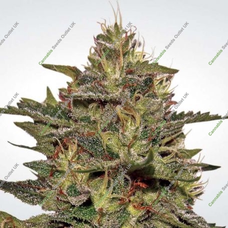 Original Cheese IBL Feminized Marijuana Strain by Paradise Seeds For Sale Online at Cannabis Seeds Outlet