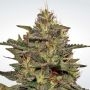 Original Cheese IBL Feminized Marijuana Strain by Paradise Seeds For Sale Online at Cannabis Seeds Outlet
