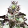 Original Marijuana Strain by Paradise Seeds For Sale Online at Cannabis Seeds Outlet