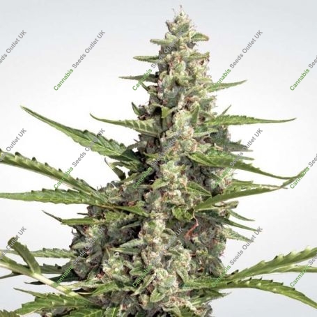 Pandora Auto Feminized Marijuana Strain by Paradise Seeds For Sale Online at Cannabis Seeds Outlet