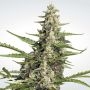 Pandora Auto Feminized Marijuana Strain by Paradise Seeds For Sale Online at Cannabis Seeds Outlet