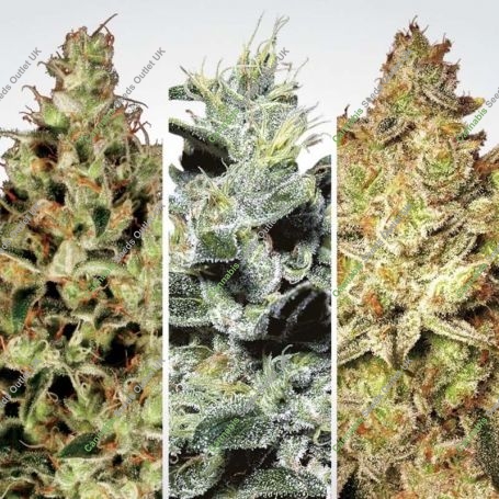 Sativa Champions Pack Feminized Marijuana Strain by Paradise Seeds For Sale Online at Cannabis Seeds Outlet