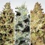 Sativa Champions Pack Feminized Marijuana Strain by Paradise Seeds For Sale Online at Cannabis Seeds Outlet