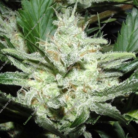 Sensi Star Feminized Marijuana Strain by Paradise Seeds For Sale Online at Cannabis Seeds Outlet