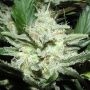 Sensi Star Feminized Marijuana Strain by Paradise Seeds For Sale Online at Cannabis Seeds Outlet