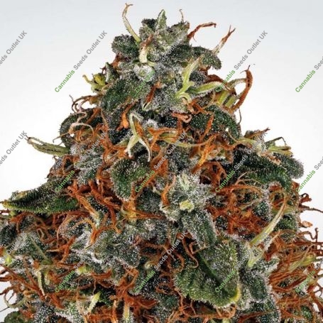 Space Cookies Feminized Marijuana Strain by Paradise Seeds For Sale Online at Cannabis Seeds Outlet