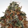 Space Cookies Feminized Marijuana Strain by Paradise Seeds For Sale Online at Cannabis Seeds Outlet