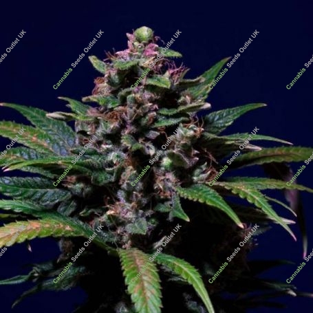 Sweet Purple Feminized Marijuana Strain by Paradise Seeds For Sale Online at Cannabis Seeds Outlet