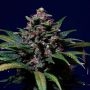 Sweet Purple Feminized Marijuana Strain by Paradise Seeds For Sale Online at Cannabis Seeds Outlet
