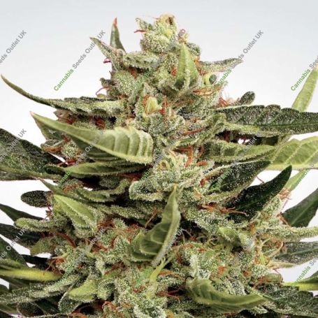 Vertigo Automatic Feminized Marijuana Strain by Paradise Seeds For Sale Online at Cannabis Seeds Outlet
