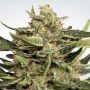 Vertigo Automatic Feminized Marijuana Strain by Paradise Seeds For Sale Online at Cannabis Seeds Outlet