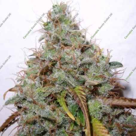 White Berry Feminized Marijuana Strain by Paradise Seeds For Sale Online at Cannabis Seeds Outlet