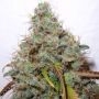 White Berry Feminized Marijuana Strain by Paradise Seeds For Sale Online at Cannabis Seeds Outlet