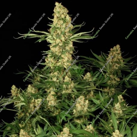 Wappa Feminized Marijuana Strain by Paradise Seeds For Sale Online at Cannabis Seeds Outlet