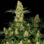 Wappa Feminized Marijuana Strain by Paradise Seeds For Sale Online at Cannabis Seeds Outlet