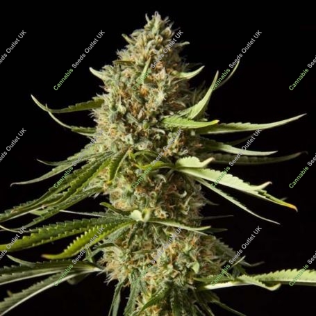 Amnesika 2.0 Feminized Marijuana Strain by Philosopher Seeds For Sale Online at Cannabis Seeds Outlet