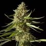 Amnesika 2.0 Feminized Marijuana Strain by Philosopher Seeds For Sale Online at Cannabis Seeds Outlet