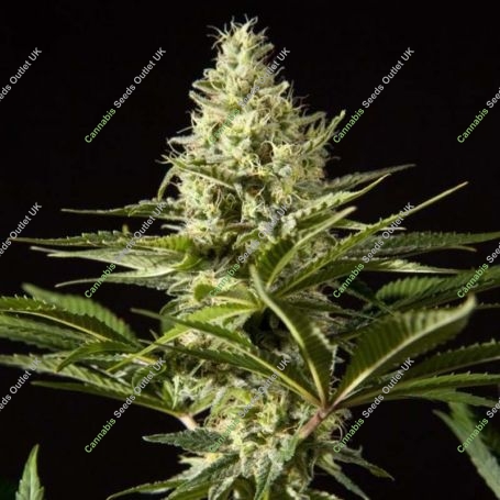 BlackBomb Feminized Marijuana Strain by Philosopher Seeds For Sale Online at Cannabis Seeds Outlet