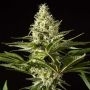 BlackBomb Feminized Marijuana Strain by Philosopher Seeds For Sale Online at Cannabis Seeds Outlet