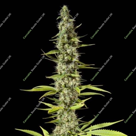 Early Maroc Feminized Marijuana Strain by Philosopher Seeds For Sale Online at Cannabis Seeds Outlet