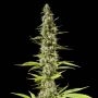 Early Maroc Feminized Marijuana Strain by Philosopher Seeds For Sale Online at Cannabis Seeds Outlet
