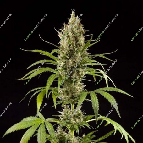 Easy Haze Feminized Marijuana Strain by Philosopher Seeds For Sale Online at Cannabis Seeds Outlet
