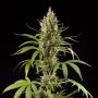 Easy Haze Feminized Marijuana Strain by Philosopher Seeds For Sale Online at Cannabis Seeds Outlet