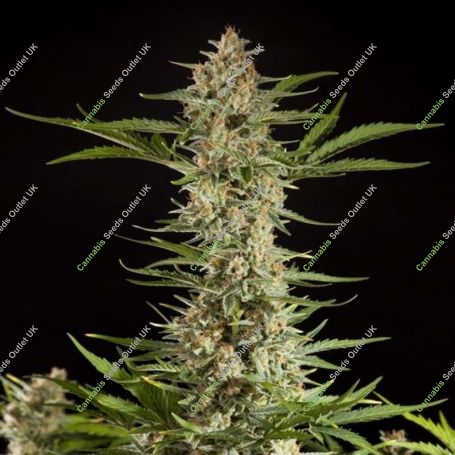 Fraggle Skunk Auto Feminized Marijuana Strain by Philosopher Seeds For Sale Online at Cannabis Seeds Outlet