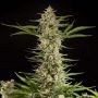 Fraggle Skunk Auto Feminized Marijuana Strain by Philosopher Seeds For Sale Online at Cannabis Seeds Outlet