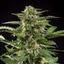 Stilton Auto Feminized Marijuana Strain by Philosopher Seeds For Sale Online at Cannabis Seeds Outlet