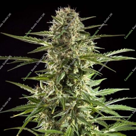 Stilton CBD Auto Feminized Marijuana Strain by Philosopher Seeds For Sale Online at Cannabis Seeds Outlet