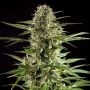 Stilton CBD Auto Feminized Marijuana Strain by Philosopher Seeds For Sale Online at Cannabis Seeds Outlet