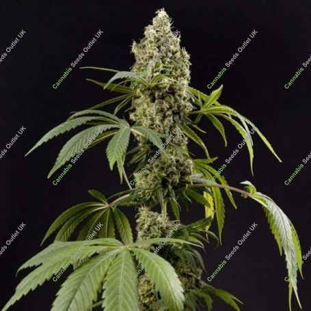 Guayita Feminized Marijuana Strain by Philosopher Seeds For Sale Online at Cannabis Seeds Outlet