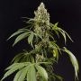 Guayita Feminized Marijuana Strain by Philosopher Seeds For Sale Online at Cannabis Seeds Outlet