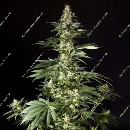 Heavens Fruit Feminized Marijuana Strain by Philosopher Seeds For Sale Online at Cannabis Seeds Outlet