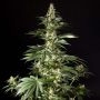 Heavens Fruit Feminized Marijuana Strain by Philosopher Seeds For Sale Online at Cannabis Seeds Outlet