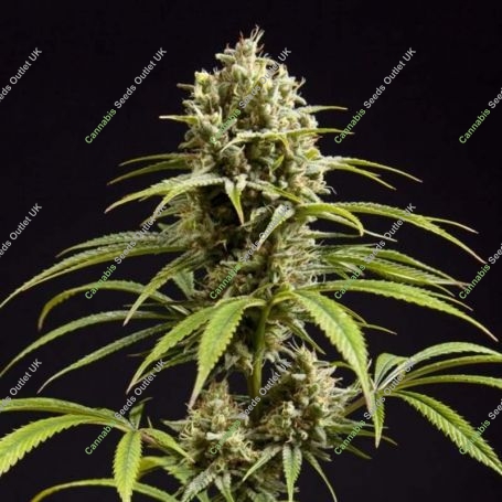 Jack El Frutero Feminized Marijuana Strain by Philosopher Seeds For Sale Online at Cannabis Seeds Outlet