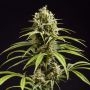 Jack El Frutero Feminized Marijuana Strain by Philosopher Seeds For Sale Online at Cannabis Seeds Outlet