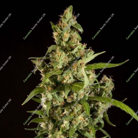 Jamaican Blueberry BX Regular Marijuana Strain by Philosopher Seeds For Sale Online at Cannabis Seeds Outlet