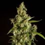 Jamaican Blueberry BX Regular Marijuana Strain by Philosopher Seeds For Sale Online at Cannabis Seeds Outlet