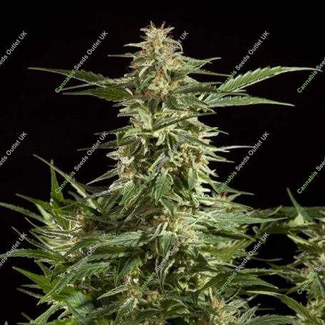 Lemon Auto CBD Feminized Marijuana Strain by Philosopher Seeds For Sale Online at Cannabis Seeds Outlet