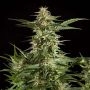 Lemon Auto CBD Feminized Marijuana Strain by Philosopher Seeds For Sale Online at Cannabis Seeds Outlet