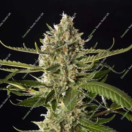 Lemon OG Candy Feminized Marijuana Strain by Philosopher Seeds For Sale Online at Cannabis Seeds Outlet