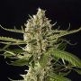 Lemon OG Candy Feminized Marijuana Strain by Philosopher Seeds For Sale Online at Cannabis Seeds Outlet