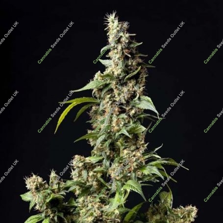 Orange Candy Feminized Marijuana Strain by Philosopher Seeds For Sale Online at Cannabis Seeds Outlet