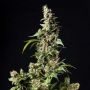 Orange Candy Feminized Marijuana Strain by Philosopher Seeds For Sale Online at Cannabis Seeds Outlet