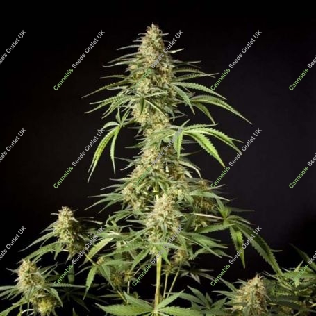 Philo Skunk / Gokunk Feminized Marijuana Strain by Philosopher Seeds For Sale Online at Cannabis Seeds Outlet