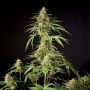 Philo Skunk / Gokunk Feminized Marijuana Strain by Philosopher Seeds For Sale Online at Cannabis Seeds Outlet