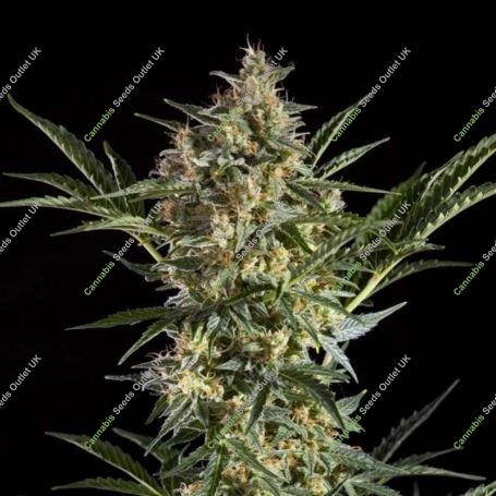 Sleepy Yoda Auto Feminized Marijuana Strain by Philosopher Seeds For Sale Online at Cannabis Seeds Outlet